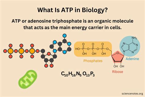 ATP .